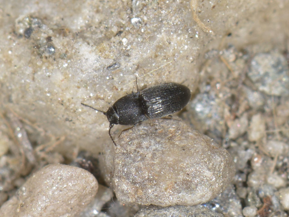 Micro Elateridae